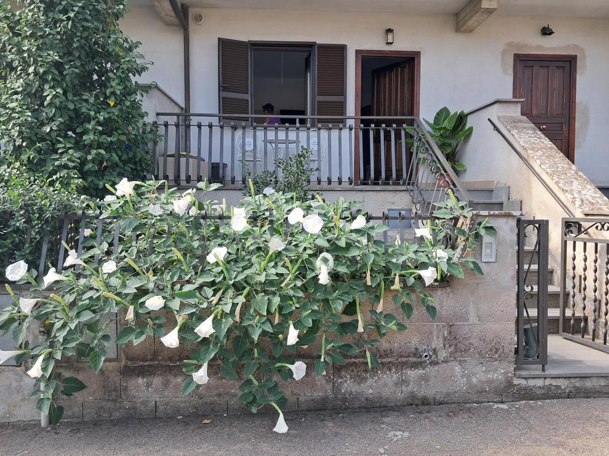 A Casa Ida Daire Bagnoregio Dış mekan fotoğraf